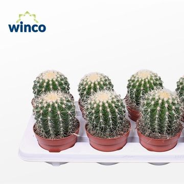 Echinocactus grusonii