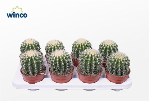 Echinocactus grusonii