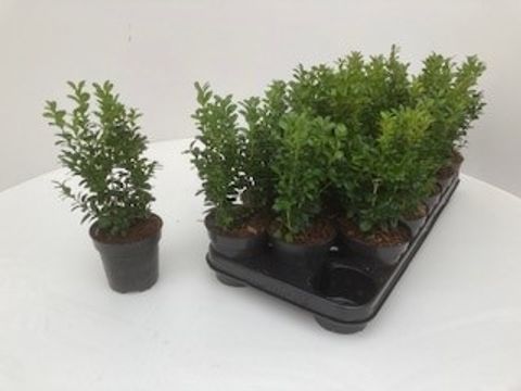 Buxus sempervirens