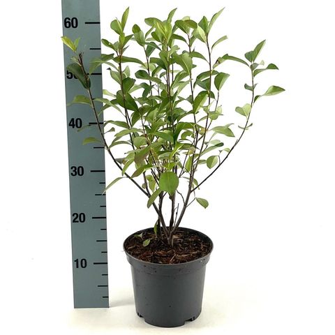 Aronia melanocarpa 'Professor Ed'