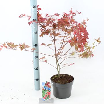 Acer palmatum 'Beni-maiko'