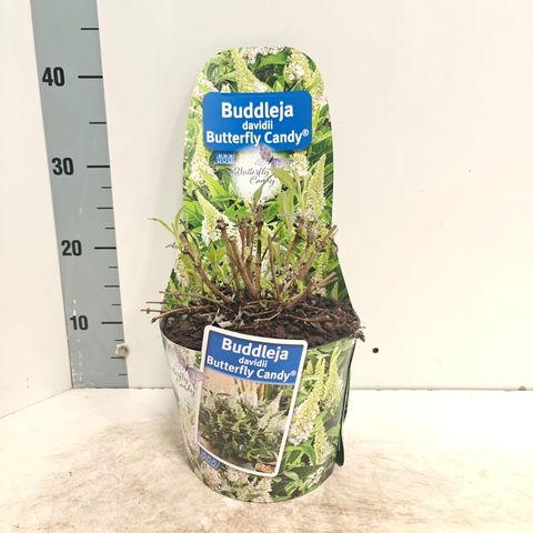 Buddleja davidii BUTTERFLY CANDY LITTLE WHITE