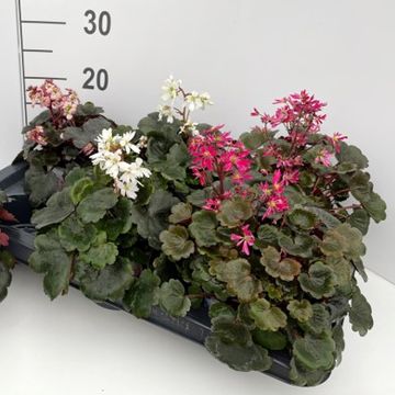 Saxifraga DANCING PIXIES MIX