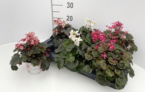 Saxifraga DANCING PIXIES MIX