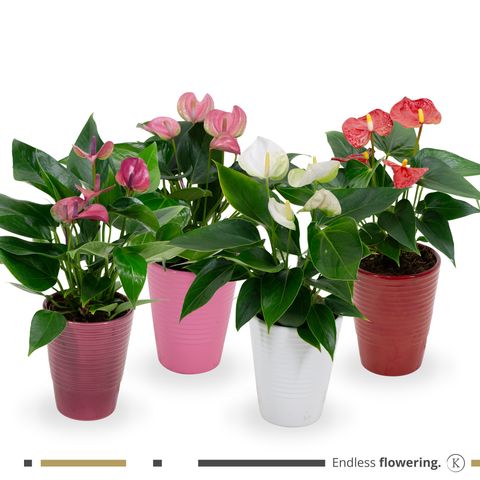 Anthurium MIX — Plant Wholesale FlorAccess