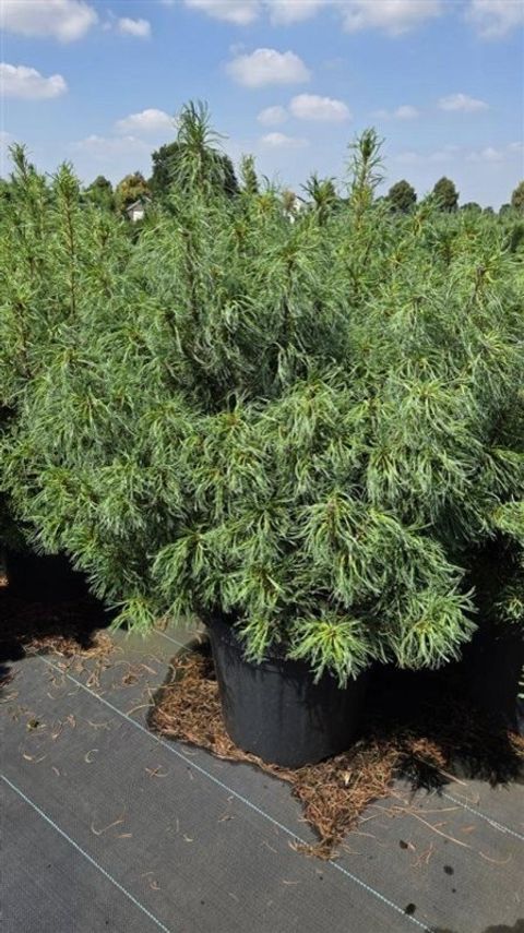 Pinus strobus 'Tiny Curls'
