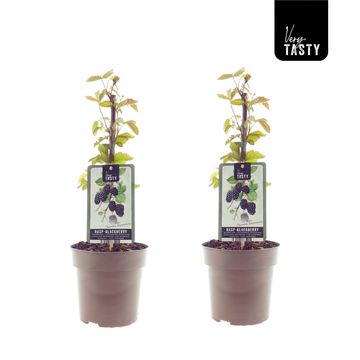 Rubus 'Thornless Boysenberry'