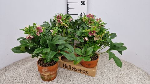 Helleborus x hybridus VIV VICTORIA