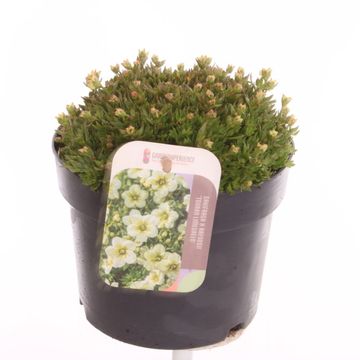 Saxifraga TOURAN LIMEGREEN