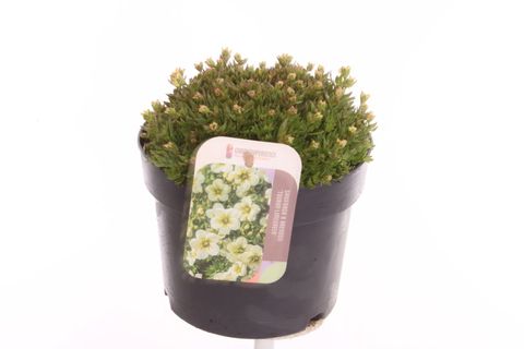 Saxifraga TOURAN LIMEGREEN