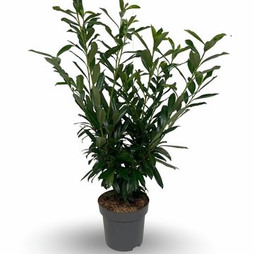 Prunus laurocerasus 'Caucasica'