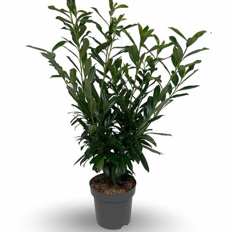 Prunus laurocerasus 'Caucasica'