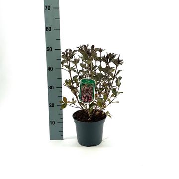 Weigela florida 'Foliis Purpureis'