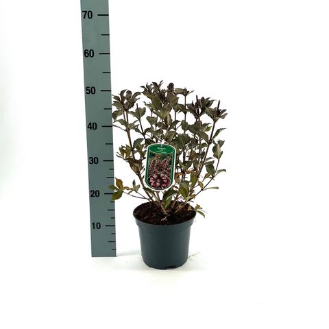 Weigela florida 'Foliis Purpureis'