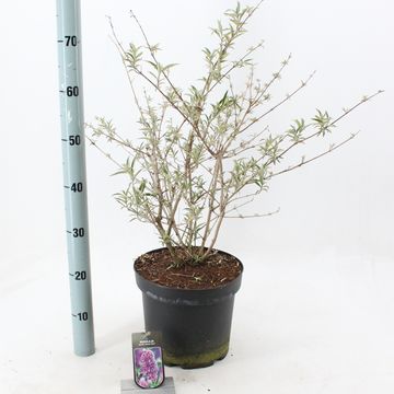 Buddleja davidii 'Nanho Blue'