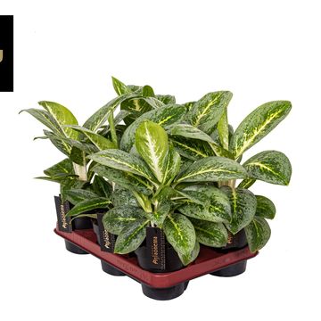 Aglaonema 'Lemon Mint'