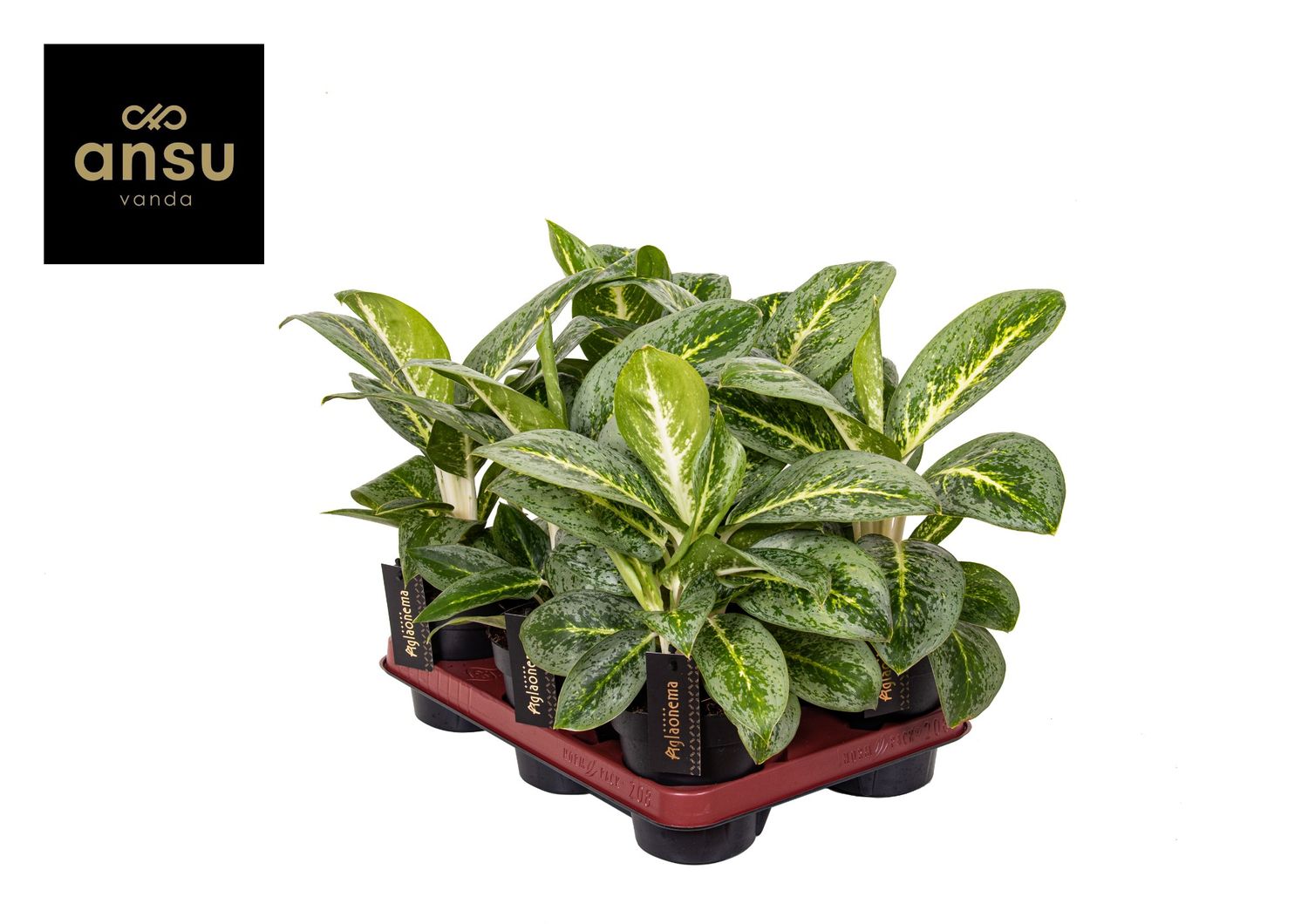 Aglaonema 'Lemon Mint' — Plant Wholesale FlorAccess