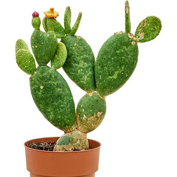 Opuntia inamoena