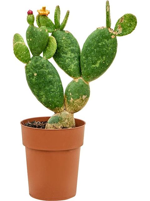 Opuntia inamoena