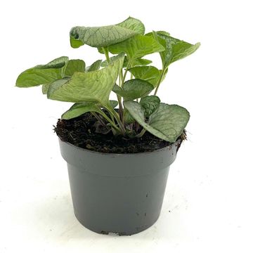 Brunnera macrophylla 'Looking Glass'