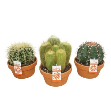 Cactus MIX