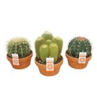 Cactus MIX