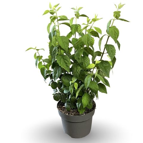 Philadelphus 'Virginal'