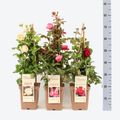 Rosa FRAGRANT ROSES MIX