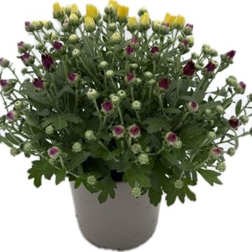 Chrysanthemum MIX IN POT