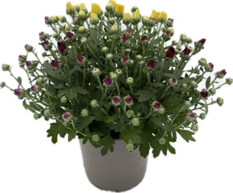 Chrysanthemum MIX IN POT