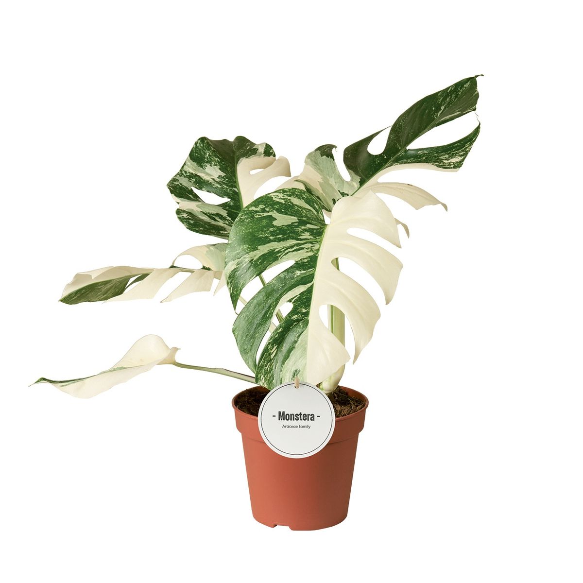 Монстера. deliciosa 'Variegata' — Рослини оптом FlorAccess