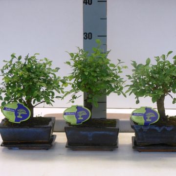 Zelkova serrata