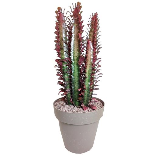 Euphorbia trigona 'Rubra'