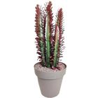 Euphorbia trigona 'Rubra'