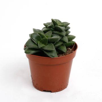 Crassula 'Springtime'