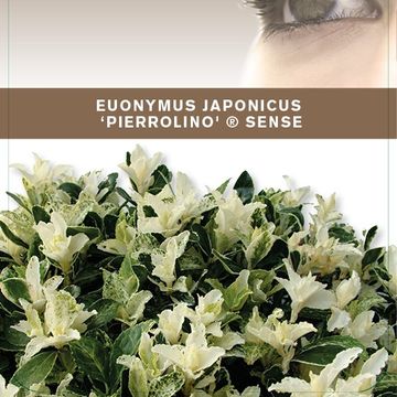 Euonymus japonicus PIERROLINO