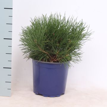 Pinus mugo mughus