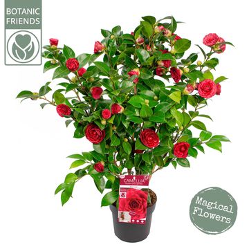 Camellia 'Black Lace'