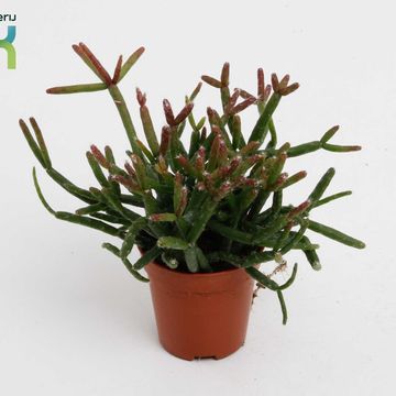 Rhipsalis burchellii