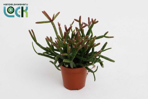 Rhipsalis burchellii