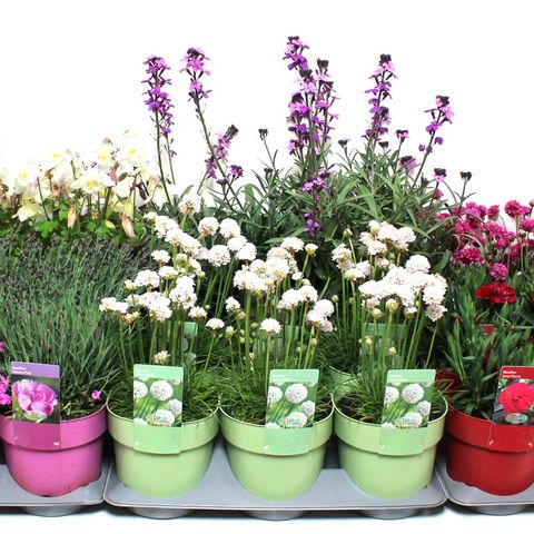 Perennials MIX (Vaste Planten Specialist / Colour Your Garden)