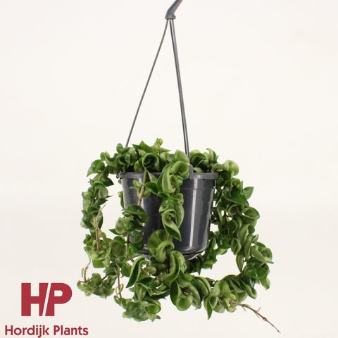 Hoya carnosa 'Compacta'