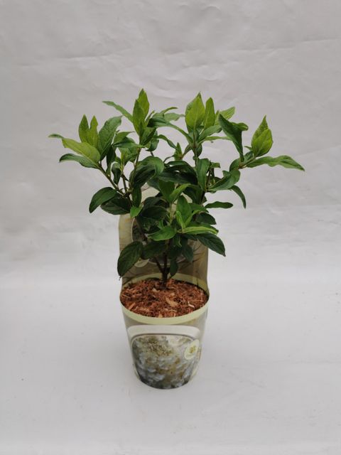 Hydrangea paniculata 'Silver Dollar'