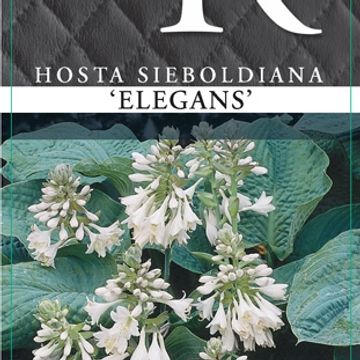 Hosta 'Elegans'