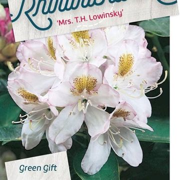 Rhododendron 'Mrs T.H. Lowinsky'