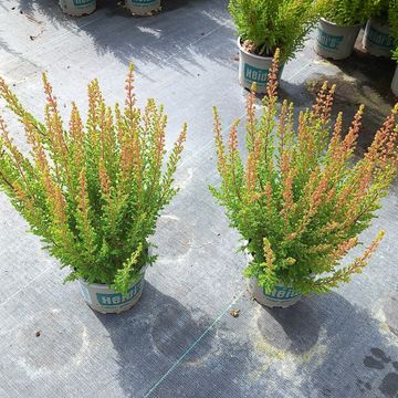Erica gracilis HEIDI'S PEACHES