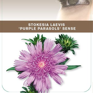 Stokesia laevis 'Purple Parasols'