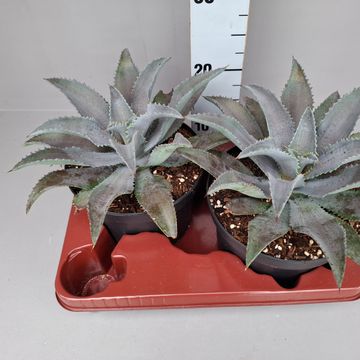 x Mangave 'Silver Fox'