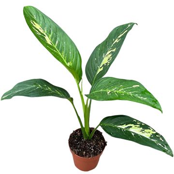 Dieffenbachia 'Yellow Star'