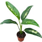 Dieffenbachia 'Yellow Star'